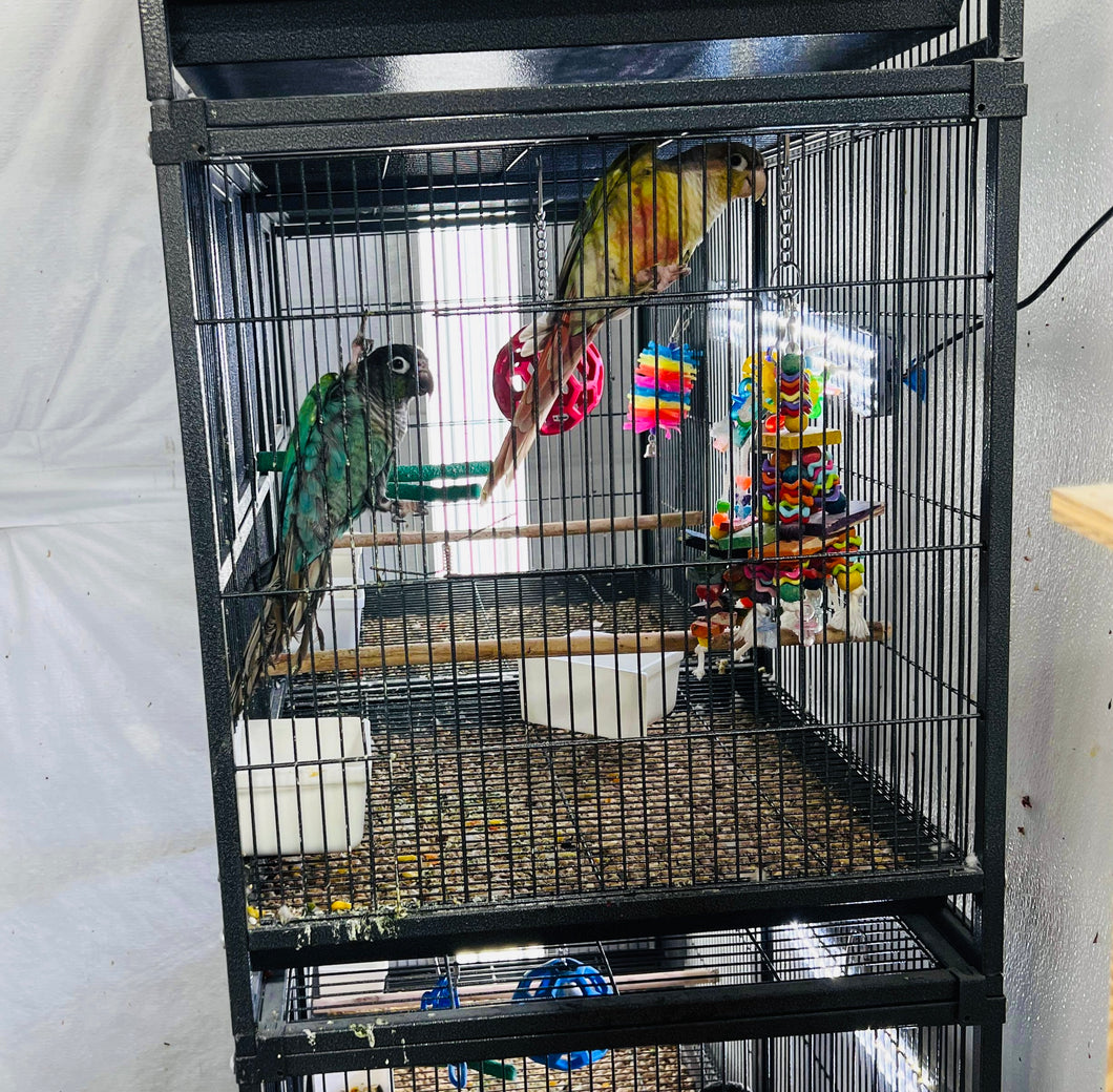 Green Cheek Conure Breeder Pairs