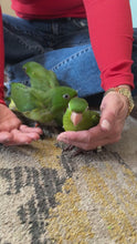 Load and play video in Gallery viewer, Mexican Green Conure Babies
