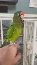 Load and play video in Gallery viewer, Mooney | Adult Male Halfmoon Conure
