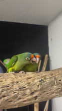 Load and play video in Gallery viewer, Half Moon Conure Babies
