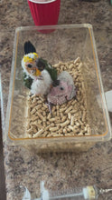 Load and play video in Gallery viewer, Jenday Conure Babies
