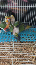 Load and play video in Gallery viewer, Jenday Conures
