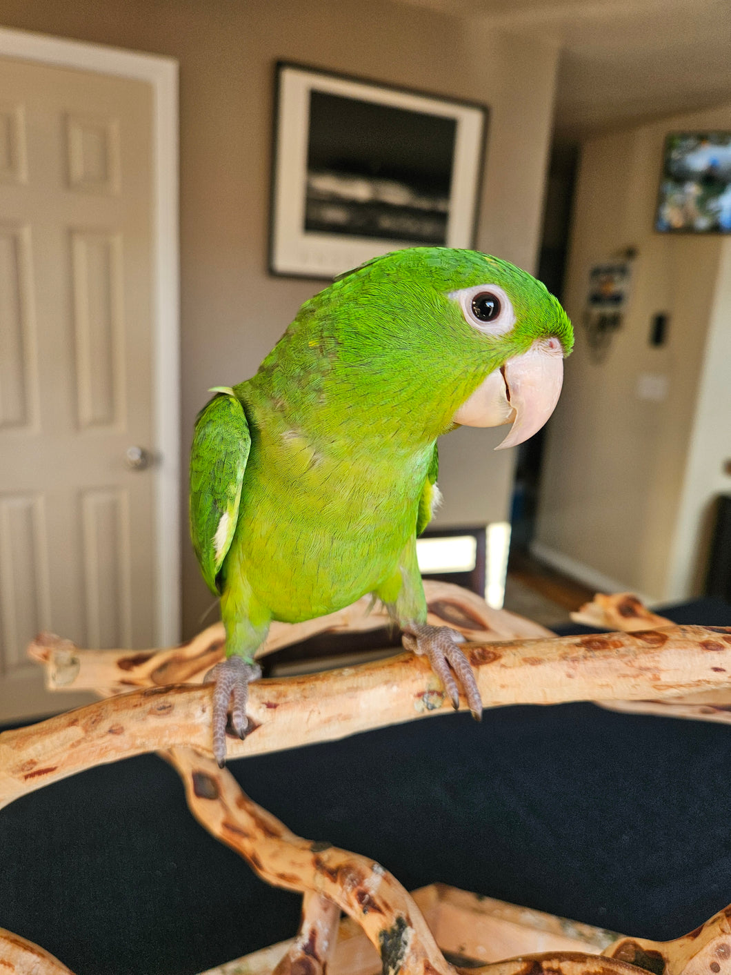 Mexican Green Conure Babies