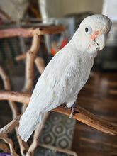 Load image into Gallery viewer, Male Goffin Cockatoo
