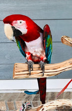 Load image into Gallery viewer, Male Green Winged Macaw
