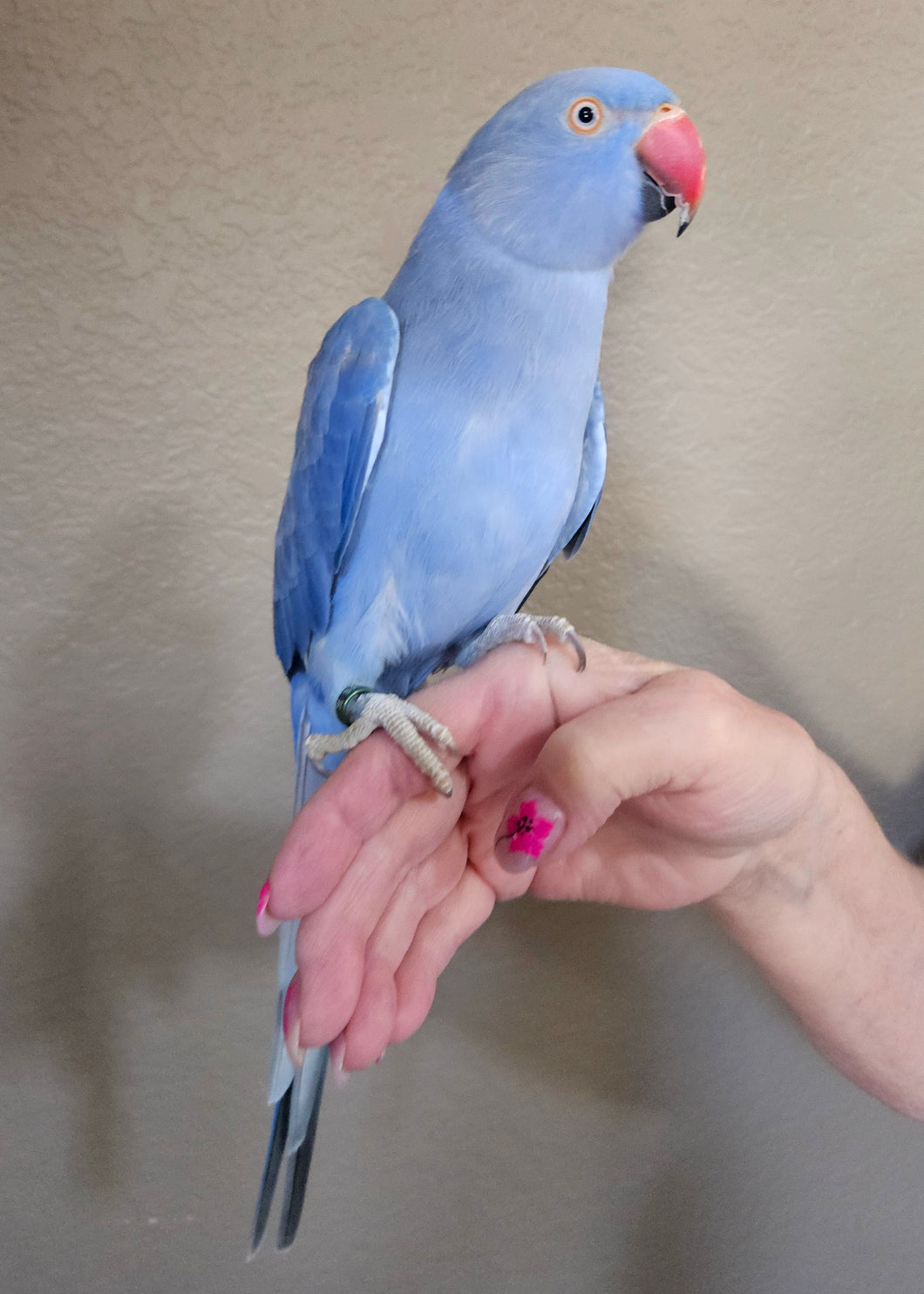 Female Indian Ringneck Parakeet