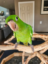 Load image into Gallery viewer, Mexican Green Conure Babies
