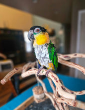 Load image into Gallery viewer, Male Caique Parrot
