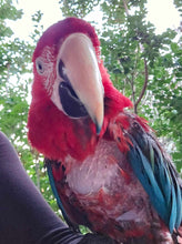 Load image into Gallery viewer, Male Green Winged Macaw
