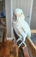 Load image into Gallery viewer, Male Goffin Cockatoo
