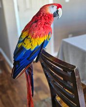 Load image into Gallery viewer, Female Scarlet Macaw
