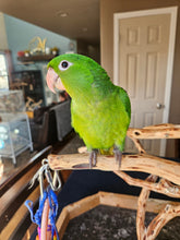 Load image into Gallery viewer, Mexican Green Conure Babies
