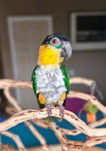 Load image into Gallery viewer, Male Caique Parrot
