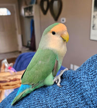 Load image into Gallery viewer, Blue Peach-Faced Love Bird
