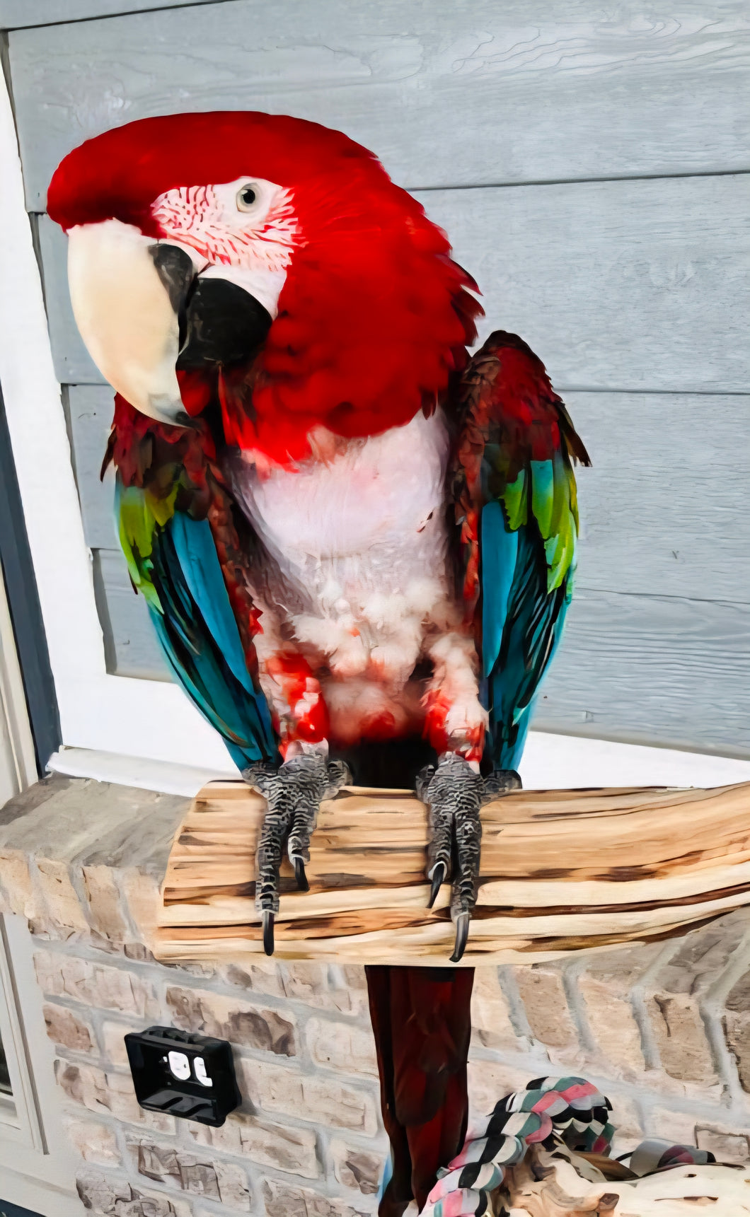 Male Green Winged Macaw
