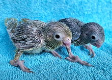 Load image into Gallery viewer, Parrotlet Babies
