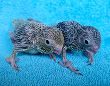 Load image into Gallery viewer, Parrotlet Babies
