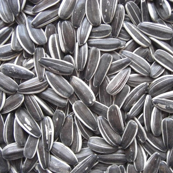 Striped Sunflower Seeds Medium/Large