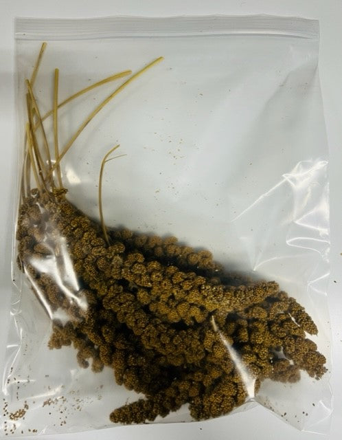 Spray Millet