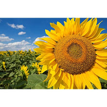 Load image into Gallery viewer, Striped Sunflower Seeds Medium/Large
