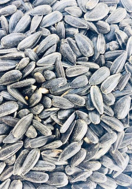 Black Oil Sunflower Seeds